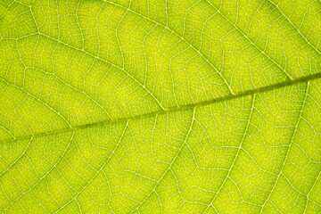 Naklejka na ściany i meble Vegetative background. Close up leaf texture
