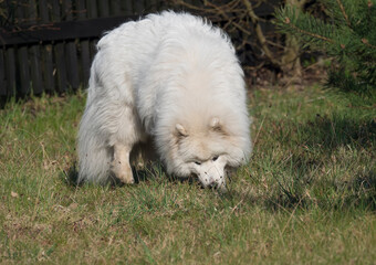 young Samoyed dog with white fluffy coat digging and sniffing at green grass garden. Cute happy Russian Bjelkier dog is a breed of large herding dogs.