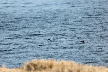 Scaup Duck