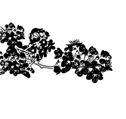 Branch with leaves and fruits