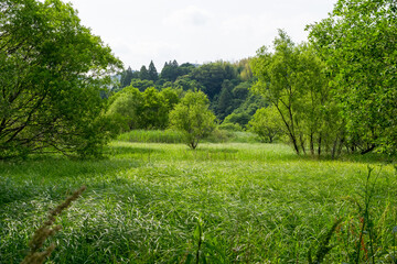 初夏のアシの原と柳の緑　麻機遊水地　静岡市