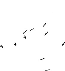 Flock of birds