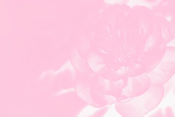 Pastel watercolor pink background with peony pattern