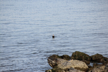 Longtail Duck