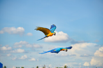 Blue gold macaw in the sky
