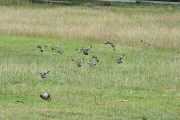 birds in the grass