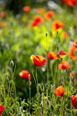 Coquelicots dans les champs au printemps.