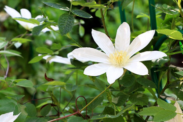 Clematis in summer timer. Blossom of clematis. White flowers of clematis. Beautiful flowers in the summer time