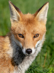 Fototapeta premium Urban Fox