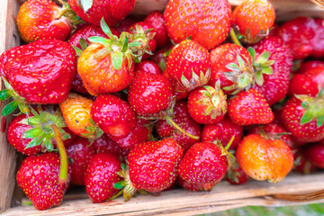 Fresh ripe strawberries in a wooden basket on a dark background. Organic juicy berries. Top view.