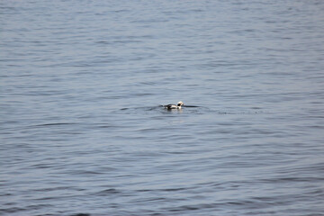 Naklejka premium Longtail Duck