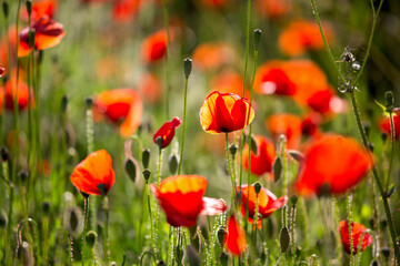 Fototapeta na wymiar Coquelicots rouges dans une prairie fleurie au printemps.