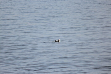 Fototapeta na wymiar Longtail Duck