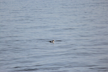 Longtail Duck