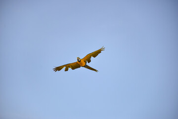 Blue gold macaw in the sky