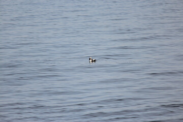 Longtail Duck