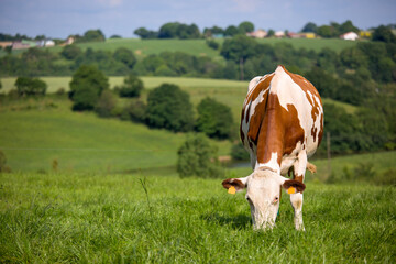 Vache laitière broutant l'herbe grasse dans une prairie en France.