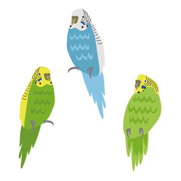 Wellensittiche blau und gelb gr&uuml;n Illustration Natur Sticker 