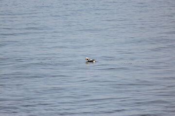 Longtail Duck