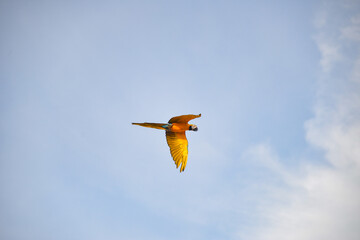 Blue gold macaw in the sky