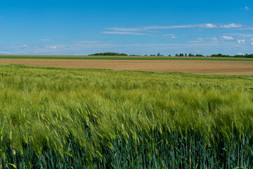 Panoramic rural landscape with idyllic vast green barley fields on hills and trails as lines leading to trees on the horizon, with deep blue sky and fluffy white clouds