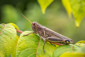 Close up of a Differential grasshopper, Melanoplus differentialis, on a lime green leaf with a...