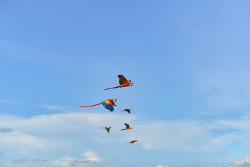 Fototapeta na wymiar Blue gold macaw in the sky