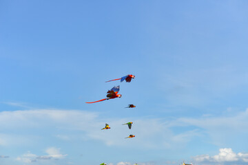 Blue gold macaw in the sky