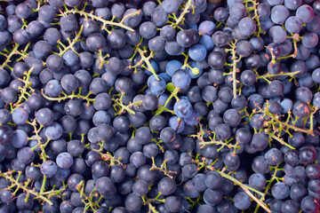 Fresh blue grape