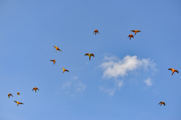 Blue gold macaw in the sky