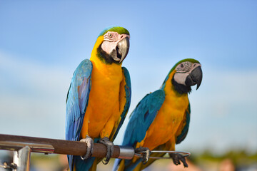 Fototapeta na wymiar blue and gold macaw