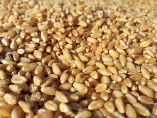 Wheat seeds background