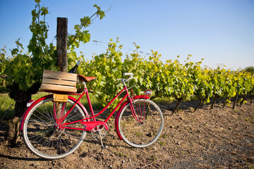 Vigne et vieux v&eacute;lo rouge laiss&eacute; par le vigneron avec ses bouteilles.