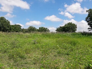 green field and blue sky