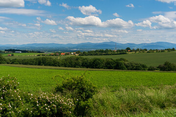 Fototapeta premium Panoramic rural landscape with idyllic vast green barley fields on hills and trails as lines leading to trees on the horizon, with deep blue sky and fluffy white clouds
