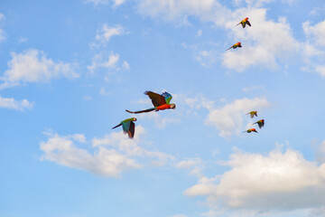 Blue gold macaw in the sky