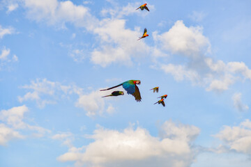 Blue gold macaw in the sky