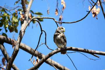 owl on a branch
