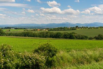 Fototapeta na wymiar Panoramic rural landscape with idyllic vast green barley fields on hills and trails as lines leading to trees on the horizon, with deep blue sky and fluffy white clouds