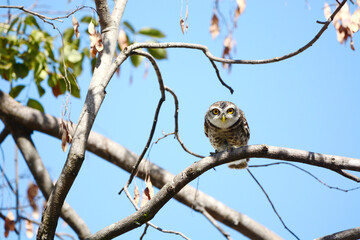 owl on a branch
