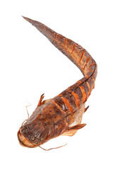 Fototapeta premium smoked catfish