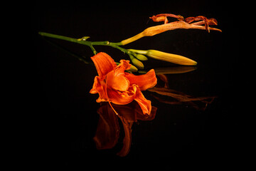 single branch with orange lily flower served on black mirror surface with reflection