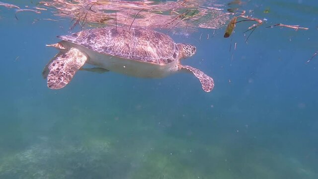 Big turtle in the ocean
