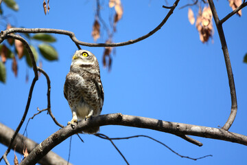 owl on a branch

