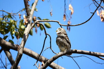 owl on a branch
