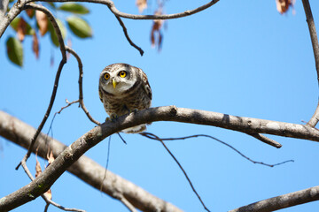 owl on a branch