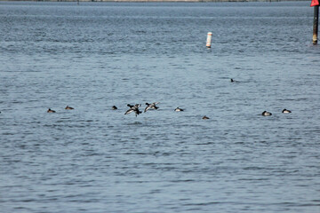 Scaup Duck
