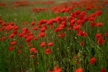 Fototapeta na wymiar Red poppies fields