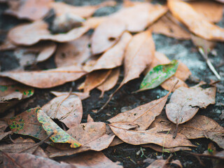Dry leaves on the ground.soft focus.
