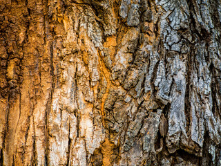 Tree bark background,Embossed texture of the brown bark of a tree,dry tree bark texture background,